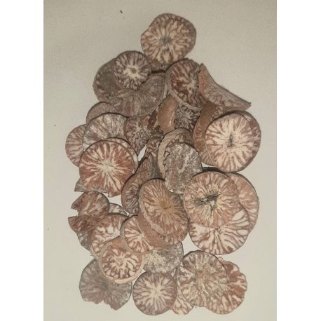 Betelnuss (Areca Catechu)