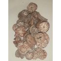 Betelnuss (Areca Catechu) 20 Gramm