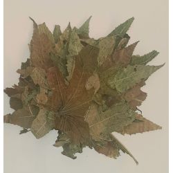 Betelnuss (Areca Catechu) 100 Gramm
