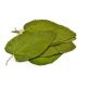 Mulberry Leaves - 12 pieces