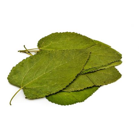 Mulberry leaves - 12 pieces