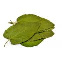 Mulberry Leaves - 12 pieces