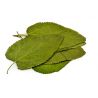 Mulberry Leaves - 12 pieces