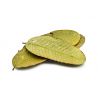 Guava Leaves - 12 pieces