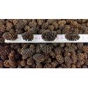 Alder cones - 1 kg